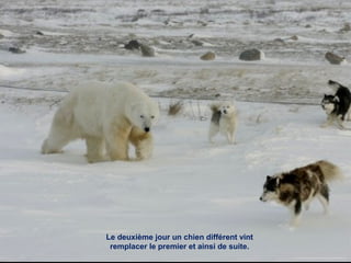 Le deuxième jour un chien différent vint
remplacer le premier et ainsi de suite.
 