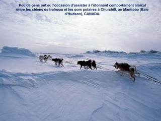 Peu de gens ont eu l'occasion d'assister à l'étonnant comportement amical
entre les chiens de traîneau et les ours polaires à Churchill, au Manitoba (Baie
d'Hudson), CANADA.
 