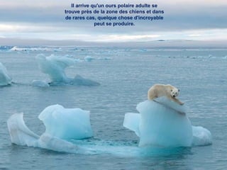Il arrive qu'un ours polaire adulte se
trouve près de la zone des chiens et dans
de rares cas, quelque chose d'incroyable
peut se produire.
 