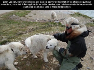 Brian Ladoon, éleveur de chiens, qui a aidé à sauver de l'extinction les chiens esquimaux
canadiens, racontait à Rosing lors de sa visite, que les ours polaires venaient chaque année
jouer avec les chiens, vers le mois de Novembre.
 