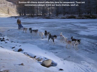 Environ 60 chiens étaient attachés dans le campement. Tous ont
commencé à aboyer tirant sur leurs chaînes, sauf un.
 