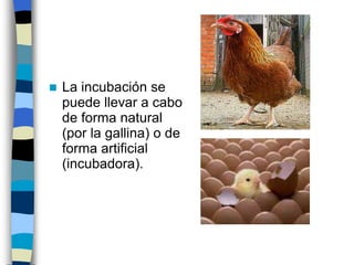 Incubación de un huevo | PPT
