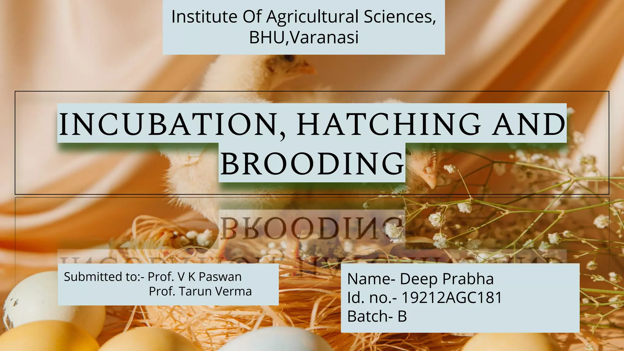 Incubation, hatching and brooding | PDF