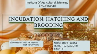 INCUBATION, HATCHING AND
BROODING
Name- Deep Prabha
Id. no.- 19212AGC181
Batch- B
Submitted to:- Prof. V K Paswan
Prof. Tarun Verma
Institute Of Agricultural Sciences,
BHU,Varanasi
 