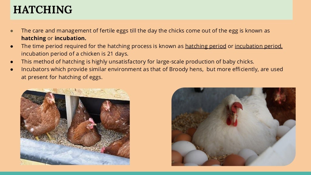 Incubation, hatching and brooding