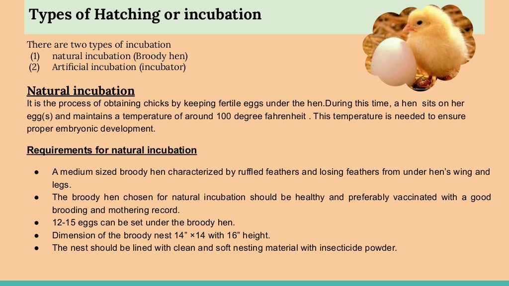 Incubation, hatching and brooding