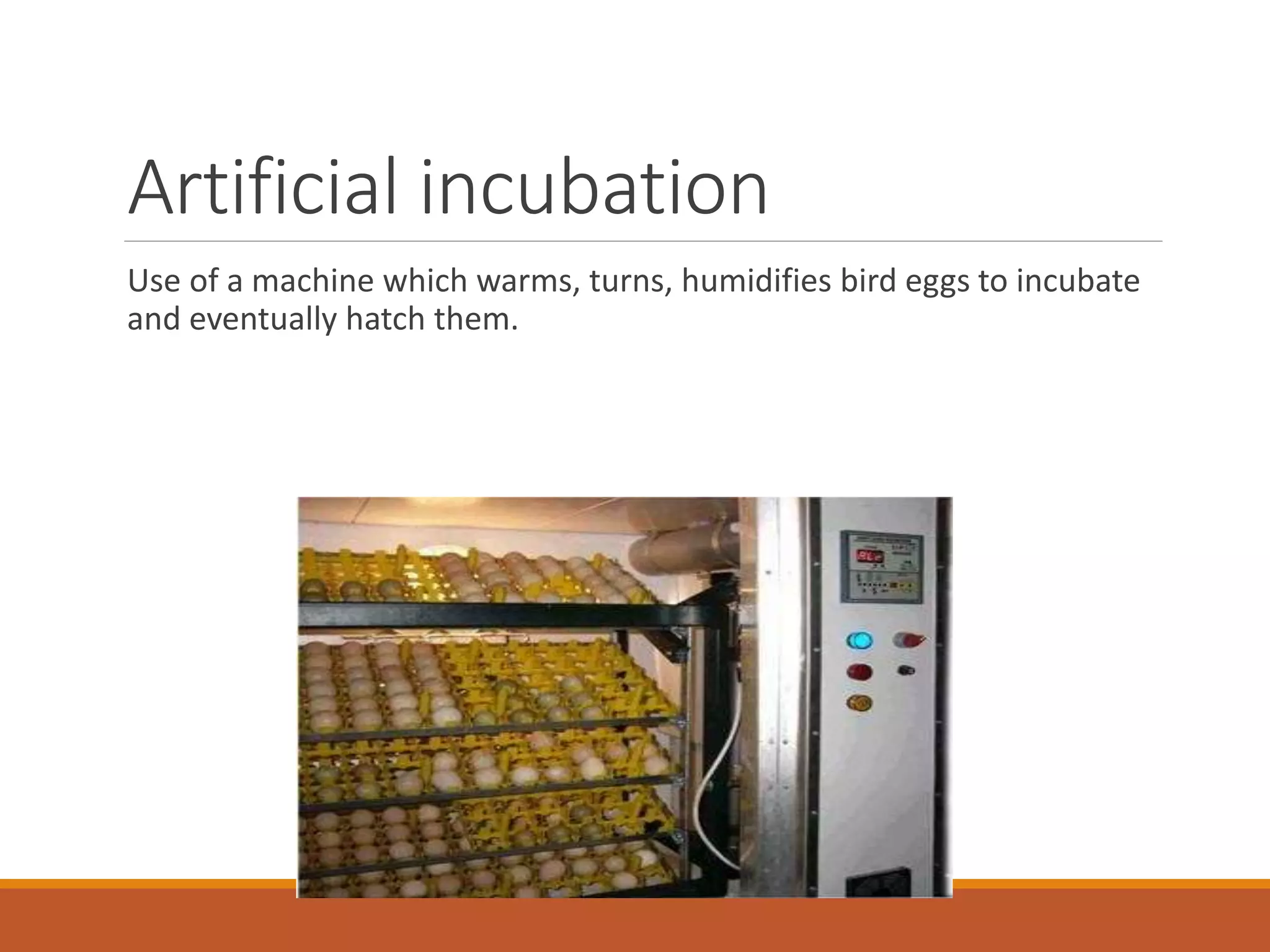 Artificial incubation
Use of a machine which warms, turns, humidifies bird eggs to incubate
and eventually hatch them.
 