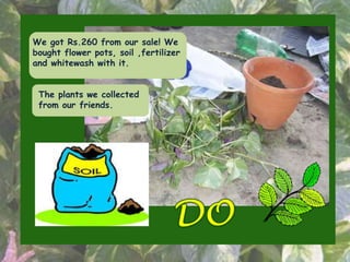 We got Rs.260 from our sale! We
bought flower pots, soil ,fertilizer
and whitewash with it.
The plants we collected
from our friends.
 