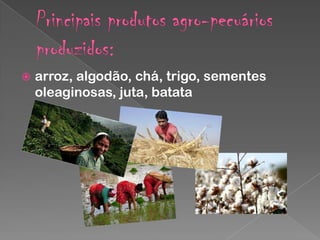 

arroz, algodão, chá, trigo, sementes
oleaginosas, juta, batata

 