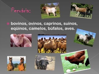 

bovinos, ovinos, caprinos, suínos,
eqüinos, camelos, búfalos, aves.

 