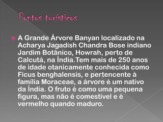 

A Grande Árvore Banyan localizado na
Acharya Jagadish Chandra Bose indiano
Jardim Botânico, Howrah, perto de
Calcutá, na Índia.Tem mais de 250 anos
de idade otanicamente conhecida como
Ficus benghalensis, e pertencente à
família Moraceae, a árvore é um nativo
da Índia. O fruto é como uma pequena
figura, mas não é comestível e é
vermelho quando maduro.

 