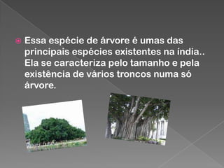 

Essa espécie de árvore é umas das
principais espécies existentes na índia..
Ela se caracteriza pelo tamanho e pela
existência de vários troncos numa só
árvore.

 
