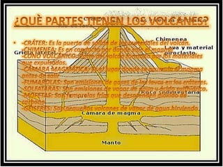 ¿QUÈ PARTES TIENEN LOS VOLCANES?-CRÁTER: Es la puerta de salida de los materiales del volcán.-CHIMENEA: Es en conducto por donde sale el magma-CONO VOLCÁNICO: Parte del volcán formada por los materiales que expulsados.-CÁMARA MAGMÁTICA: Es el lugar donde se acumula el magma antes de salir-FUMAROLAS: Son emisiones de gases de las lavas en los cráteres.-SOLFATARAS: Son emisiones de vapor de agua y ácido sulfhídrico.-MOFETAS: Son fumarolas frías que desprenden dióxido de carbono-GÉISERES: Son pequeños volcanes de vapor de agua hirviendo