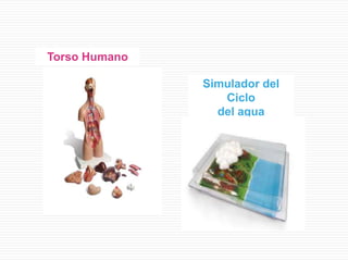 Torso Humano
Simulador del
Ciclo
del agua
 