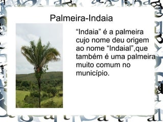 Palmeira-Indaia
“Indaia” é a palmeira
cujo nome deu origem
ao nome “Indaial”,que
também é uma palmeira
muito comum no
município.
 