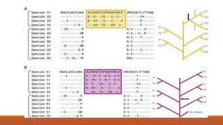 Conserved Sequence INDELS | PPTX