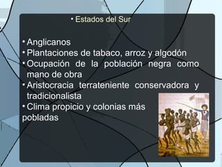 • Estados del Sur
• Anglicanos
• Plantaciones de tabaco, arroz y algodón
• Ocupación de la población negra como
mano de obra
• Aristocracia terrateniente conservadora y
tradicionalista
• Clima propicio y colonias más
pobladas
 