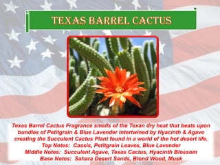 Texas Barrel Cactus Fragrance smells of the Texan dry heat that beats upon
bundles of Petitgrain & Blue Lavender intertwined by Hyacinth & Agave
creating the Succulent Cactus Plant found in a world of the hot desert life.
Top Notes: Cassis, Petitgrain Leaves, Blue Lavender
Middle Notes: Succulent Agave, Texas Cactus, Hyacinth Blossom
Base Notes: Sahara Desert Sands, Blond Wood, Musk
 