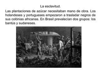 La esclavitud.
Las plantaciones de azúcar necesitaban mano de obra. Los
holandeses y portugueses empezaron a trasladar negros de
sus colónias africanas. En Brasil prevalecían dos grupos: los
bantús y sudaneses.
 