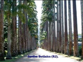 BRASIL COLÔNIA (1500 – 1822)BRASIL COLÔNIA (1500 – 1822)
O PROCESSO DE INDEPENDÊNCIAO PROCESSO DE INDEPENDÊNCIA
Jardim Botânico (RJ).Jardim Botânico (RJ).
 