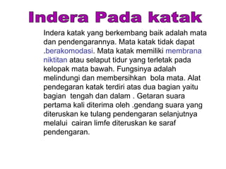 Indera katak yang berkembang baik adalah mata
dan pendengarannya. Mata katak tidak dapat
.berakomodasi. Mata katak memiliki membrana
niktitan atau selaput tidur yang terletak pada
kelopak mata bawah. Fungsinya adalah
melindungi dan membersihkan bola mata. Alat
pendegaran katak terdiri atas dua bagian yaitu
bagian tengah dan dalam . Getaran suara
pertama kali diterima oleh .gendang suara yang
diteruskan ke tulang pendengaran selanjutnya
melalui cairan limfe diteruskan ke saraf
pendengaran.
 