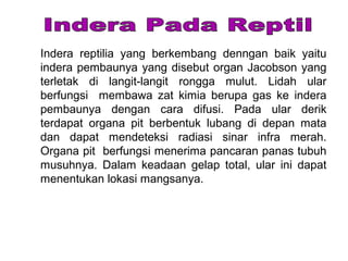 Indera reptilia yang berkembang denngan baik yaitu
indera pembaunya yang disebut organ Jacobson yang
terletak di langit-langit rongga mulut. Lidah ular
berfungsi membawa zat kimia berupa gas ke indera
pembaunya dengan cara difusi. Pada ular derik
terdapat organa pit berbentuk lubang di depan mata
dan dapat mendeteksi radiasi sinar infra merah.
Organa pit berfungsi menerima pancaran panas tubuh
musuhnya. Dalam keadaan gelap total, ular ini dapat
menentukan lokasi mangsanya.
 