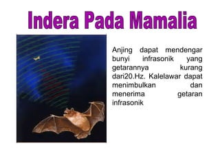 Anjing dapat mendengar
bunyi infrasonik yang
getarannya kurang
dari20.Hz. Kalelawar dapat
menimbulkan dan
menerima getaran
infrasonik
 