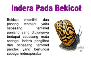 Bekicot memiliki dua
pasang tentakel yaitu
sepasang tentakel
panjang yang diujungnya
terdapat sepasang mata
sebagai indera penglihat
dan sepasang tentakel
pendek yang berfungsi
sebagai inderaperaba
 