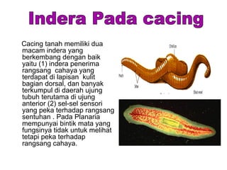 Cacing tanah memiliki dua
macam indera yang
berkembang dengan baik
yaitu (1) indera penerima
rangsang cahaya yang
terdapat di lapisan kulit
bagian dorsal, dan banyak
terkumpul di daerah ujung
tubuh terutama di ujung
anterior (2) sel-sel sensori
yang peka terhadap rangsang
sentuhan . Pada Planaria
mempunyai bintik mata yang
fungsinya tidak untuk melihat
tetapi peka terhadap
rangsang cahaya.
 