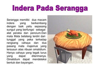 Serangga memiliki dua macam
indera yang berkembang
dengan baik yaitu sepasang
sungut yang berfungsi sebagai
alat peraba dan pencium.Dan
mata Mata belalang terdiri dari
tunggal yang peka terhadap
rangsang cahaya dan dua
pasang mata majemuk yang
tersusun atas ribuan omatidium.
Hanya cahaya yang tegak lurus
yang dapat diterimanya.
Omatidium dapat mendeteksi
bentuk dan bayangan.
 