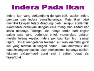 Indera ikan yang berkembang dengan baik adalah indera
pembau dan indera penglihatannya. Mata ikan tidak
memiliki kelopak tetapi dilindungi oleh selaput epidermis.
Akomodasi dilakukan dengan cara mengubah kedudukan
lensa matanya. Telinga ikan hanya terdiri dari bagian
dalam saja yang berfungsi untuk menangkap getaran
melalui tulang kepala. Indera pembau ikan hiu sangat
tajam. Untuk mengetahui tekanan air ikan memiliki gurat
sisi yang terletak di tengah badan ikan membujur dari
tutup insang sampai ke ekor. mekanisme kerjanya adalah
tekanan air.pori-pori gurat sisi  cairan gurat sisi
sarafotak
 