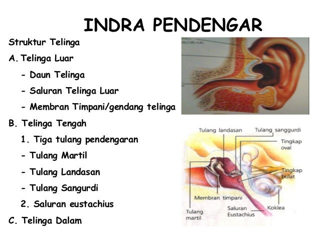 Indera manusiaku