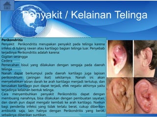 Penyakit / Kelainan Telinga
Perikondritis
Penyakit Perikondritis merupakan penyakit pada telinga karena
infeksi di tulang rawan atau kartilago bagian telinga luar. Penyebab
terjadinya Perikondritis adalah karena:
Gigitan serangga
Cedera
Pemecahan bisul yang dilakukan dengan sengaja pada daerah
telinga
Nanah dapat berkumpul pada daerah kartilago juga lapisan
perikondrium (jaringan ikat) sekitarnya. Nanah ini akan
menyebabkan aliran darah ke arah kartilago menjadi tertutup, dan
kerusakan kartilago pun dapat terjadi, efek negativ akhirnya yaitu
terjadinya kelainan bentuk telinga.
Cara menyembuhkan penyakit Perikondritis dapat dengan
membuang nanahnya, bisa dilakukan dengan pembuatan sayatan,
dan darah pun dapat mengalir kembali ke arah kartilago. Namun
bagi penderita infeksi yang tidak terlalu berat, cukup diberikan
antibiotik saja, lain halnya dengan Perikondritis yang berat,
sebaiknya diberikan suntikan.
 