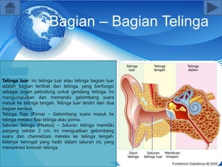 Bagian – Bagian Telinga
Telinga luar: ini telinga luar atau telinga bagian luar
adalah bagian terlihat dari telinga, yang berfungsi
sebagai organ pelindung untuk gendang telinga. Ini
mengumpulkan dan memandu gelombang suara
masuk ke telinga tengah. Telinga luar terdiri dari dua
bagian berikut.
Telinga Flap (Pinna) – Gelombang suara masuk ke
telinga melalui flap telinga atau pinna.
Saluran Telinga (Meatus) – Saluran telinga memiliki
panjang sekitar 2 cm. Ini menguatkan gelombang
suara dan channelizes mereka ke telinga tengah.
Kelenjar keringat yang hadir dalam saluran ini, yang
mensekresi kotoran telinga.
 