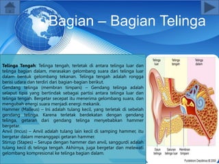 Bagian – Bagian Telinga
Telinga Tengah: Telinga tengah, terletak di antara telinga luar dan
telinga bagian dalam, merasakan gelombang suara dari telinga luar
dalam bentuk gelombang tekanan. Telinga tengah adalah rongga
berisi udara dan terdiri dari bagian-bagian berikut.
Gendang telinga (membran timpani) – Gendang telinga adalah
selaput tipis yang bertindak sebagai partisi antara telinga luar dan
telinga tengah. Bergetar secepat itu menerima gelombang suara, dan
mengubah energi suara menjadi energi mekanik.
Hammer (Malleus) – Ini adalah tulang kecil, yang terletak di sebelah
gendang telinga. Karena terletak berdekatan dengan gendang
telinga, getaran dari gendang telinga menyebabkan hammer
bergetar.
Anvil (Incus) – Anvil adalah tulang lain kecil di samping hammer, itu
bergetar dalam menanggapi getaran hammer.
Stirrup (Stapes) – Serupa dengan hammer dan anvil, sanggurdi adalah
tulang kecil di telinga tengah. Akhirnya, juga bergetar dan melewati
gelombang kompresional ke telinga bagian dalam.
 