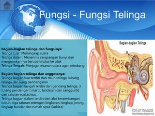 Fungsi - Fungsi Telinga
Bagian-bagian telinga dan fungsinya:
Telinga Luar: Menangkap suara
Telinga dalam: Menerima rangsangan bunyi dan
mengirimkannya berupa implus ke otak
Telinga Tengah: Menjaga tekanan udara agar seimbang
Bagian bagian telinga dan anggotanya:
Telinga bagian luar terdiri dari daun telinga, lubang
telinga dan liang pendengaran
Telinga bagian tengah terdiri dari gendang telinga, 3
tulang pendengar ( martil, landasan dan sanggurdi)
dan saluran eustachius.
Telinga bagian dalam terdiri dari alat keseimbangan
tubuh, tiga saluran setengah lingkaran, tingkap jorong,
tingkap bundar dan rumah siput (koklea)
 