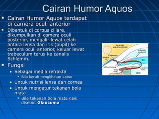 CCaaiirraann HHuummoorr AAqquuooss 
 CCaaiirraann HHuummoorr AAqquuooss tteerrddaappaatt 
ddii ccaammeerraa ooccuullii aanntteerriioorr 
 DDiibbeennttuukk ddii ccoorrppuuss cciilliiaarree,, 
ddiikkuummppuullkkaann ddii ccaammeerraa ooccuullii 
ppoosstteerriioorr,, mmeennggaalliirr lleewwaatt cceellaahh 
aannttaarraa lleennssaa ddaann iirriiss ((ppuuppiill)) kkee 
ccaammeerraa ooccuullii aanntteerriioorr,, kkeelluuaarr lleewwaatt 
ttrraabbeeccuulluumm tteerruuss kkee ccaannaalliiss 
SScchhlleemmmm.. 
 FFuunnggssii 
• SSeebbaaggaaii mmeeddiiaa rreeffrraakkttaa 
 BBiillaa kkeerruuhh ppeenngglliihhaattaann kkaabbuurr 
• UUnnttuukk nnuuttrriissii lleennssaa ddaann ccoorrnneeaa 
• UUnnttuukk mmeennggaattuurr tteekkaannaann bboollaa 
mmaattaa 
 BBiillaa tteekkaannaann bboollaa mmaattaa nnaaiikk 
ddiisseebbuutt GGllaauuccoommaa 
 