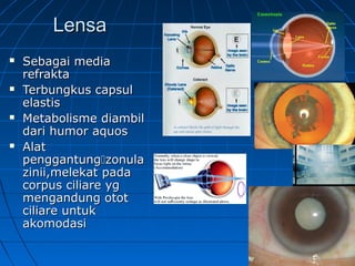 LLeennssaa 
 SSeebbaaggaaii mmeeddiiaa 
rreeffrraakkttaa 
 TTeerrbbuunnggkkuuss ccaappssuull 
eellaassttiiss 
 MMeettaabboolliissmmee ddiiaammbbiill 
ddaarrii hhuummoorr aaqquuooss 
 AAllaatt 
ppeennggggaannttuunnggzzoonnuullaa 
zziinniiii,,mmeelleekkaatt ppaaddaa 
ccoorrppuuss cciilliiaarree yygg 
mmeennggaanndduunngg oottoott 
cciilliiaarree uunnttuukk 
aakkoommooddaassii 
 