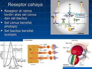 RReesseeppttoorr ccaahhaayyaa 
 RReesseeppttoorr ddii rreettiinnaa 
tteerrddiirrii aattaass sseell ccoonnuuss 
ddaann sseell bbaacciilluuss 
 SSeell ccoonnuuss bbeerrssiiffaatt 
pphhoottooppiicc 
 SSeell bbaacciilluuss bbeerrssiiffaatt 
ssccoottooppiicc 
 