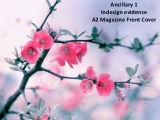 Ancillary 1
Indesign evidence
A2 Magazine Front Cover
 