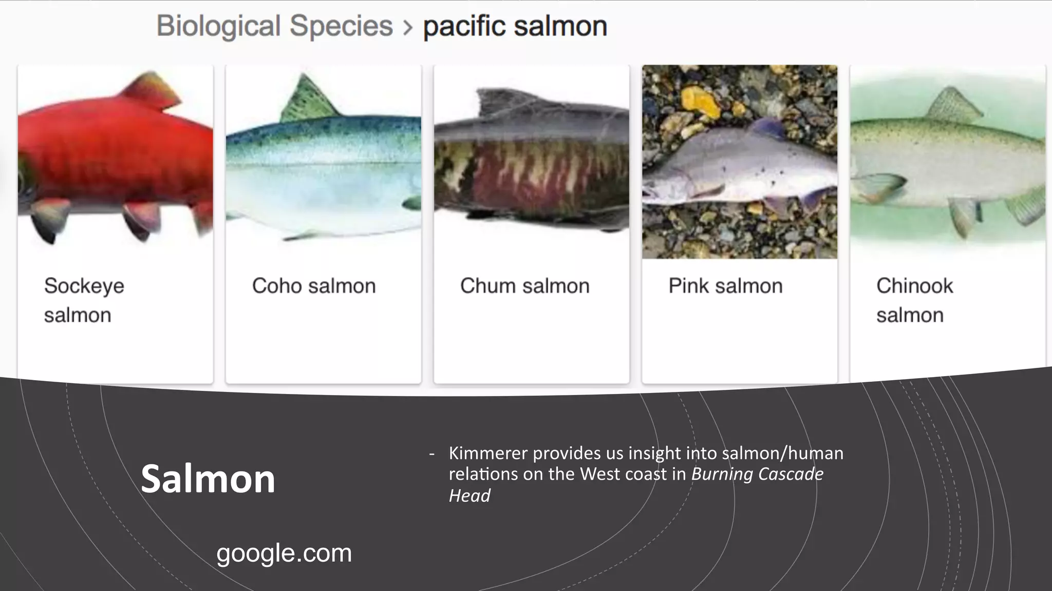 Salmon
- Kimmerer provides us insight into salmon/human
relaqons on the West coast in Burning Cascade
Head
google.com
 