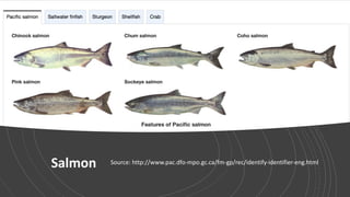 Salmon Source: http://www.pac.dfo-mpo.gc.ca/fm-gp/rec/identify-identifier-eng.html
 