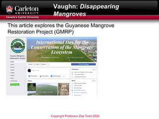 Vaughn: Disappearing
Mangroves
This article explores the Guyanese Mangrove
Restoration Project (GMRP)
Copyright Professor ...