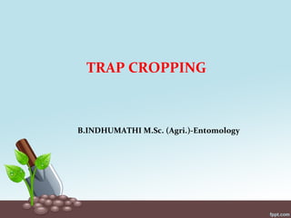 TRAP CROPPING
B.INDHUMATHI M.Sc. (Agri.)-Entomology
 