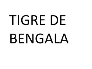 TIGRE DE BENGALA 