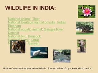Wildlifein india:National animal: TigerNational Heritage animal of India: Indian ElephantNational aquatic animal: Ganges River DolphinNational bird: PeacockNational flower: LotusNational tree: BanyanButthere’sanotherimportant animal in India. A sacred animal. Do youknowwhichoneitis?