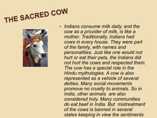 ThesacredcowIndians consume milk daily, and the cow as a provider of milk, is like a mother. Traditionally, Indians had cows in every house. They were part of the family, with names and personalities. Just like one would not hurt or eat their pets, the Indians did not hurt the cows and respected them. The cow has a special role in the Hindu mythologies. A cow is also represented as a vehicle of several deities. Many social movements promove no cruelty to animals. So in India, other animals  are also considered holy. Many communities do eat beef in India. But  mistreatment of the cows is banned in several states keeping in view the sentiments of hindu religion.