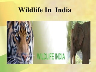 Wildlife In India
 