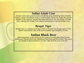 Indian Asiatic Lion
Asiatic Lions once used to roam around the area, stretching from northern
Greece, across Southwest Asia, to central India. However, today the natural
habitat of the majestic animal has been reduced to the Gir forests of India
only, making the Asiatic Lion almost synonymous with the Indian Lion.
Bengal Tiger
Bengal tiger is a subspecies of tiger, which is found in the Bengal region of the
Indian subcontinent. One of the most common tiger subspecies of asia.
Indian Black Bear
Indian black bear is also known by the names of Asiatic Black Bear (Ursus
thibetanus), Tibetan black bear, Himalayan black bear and Moon bear. They grow
to a length of approximately 4 to 6 feet, right from the nose to the tail.
 