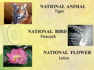 NATIONAL ANIMAL
Tiger
NATIONAL BIRD
Peacock
NATIONAL FLOWER
Lotus
 